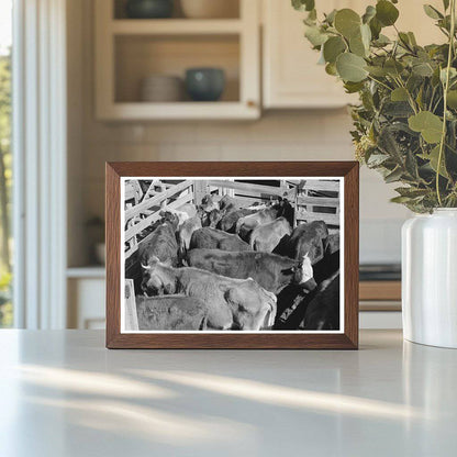 Cattle in San Angelo Stockyards Texas November 1939 - Available at KNOWOL