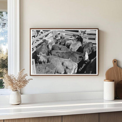 Cattle in San Angelo Stockyards Texas November 1939 - Available at KNOWOL