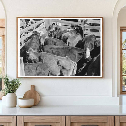 Cattle in San Angelo Stockyards Texas November 1939 - Available at KNOWOL
