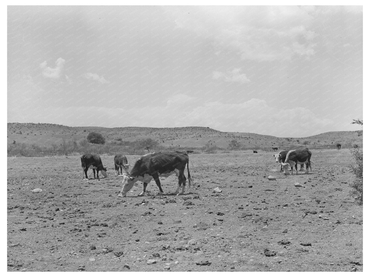 Cattle Licking Salt at Walking X Ranch Marfa Texas 1939 - Available at KNOWOL