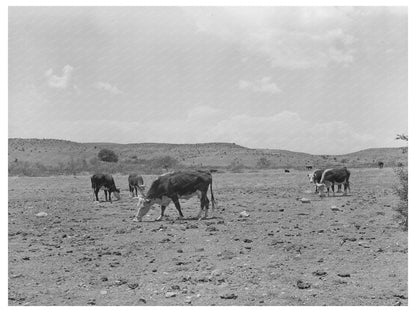 Cattle Licking Salt at Walking X Ranch Marfa Texas 1939 - Available at KNOWOL