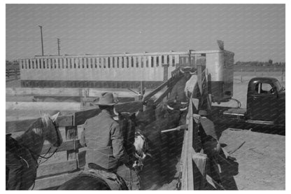 Cattle Loading for Market Brawley California March 1942 - Available at KNOWOL