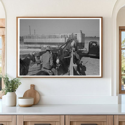 Cattle Loading for Market Brawley California March 1942 - Available at KNOWOL