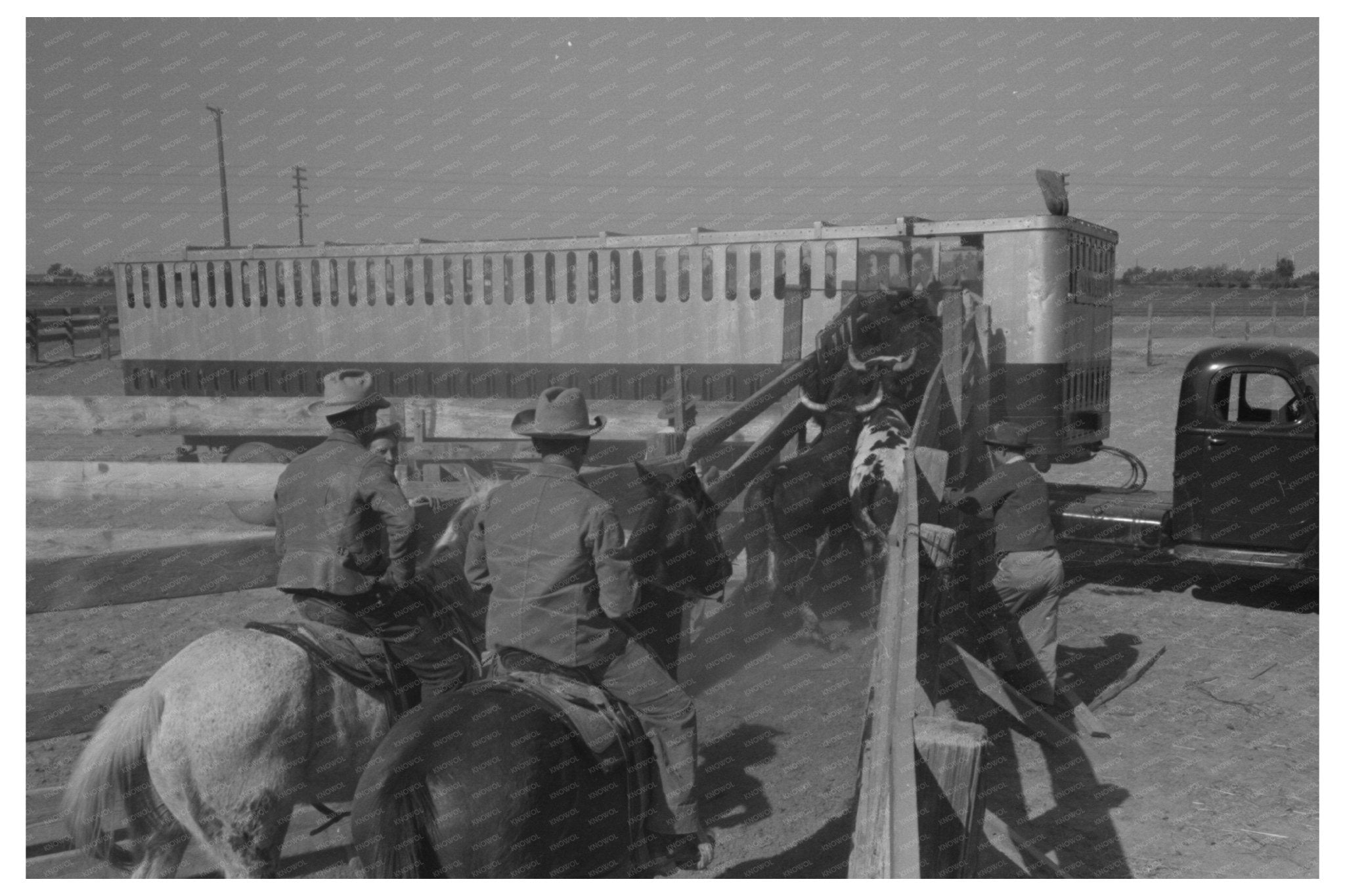 Cattle Loading for Shipment in Brawley California 1942 - Available at KNOWOL