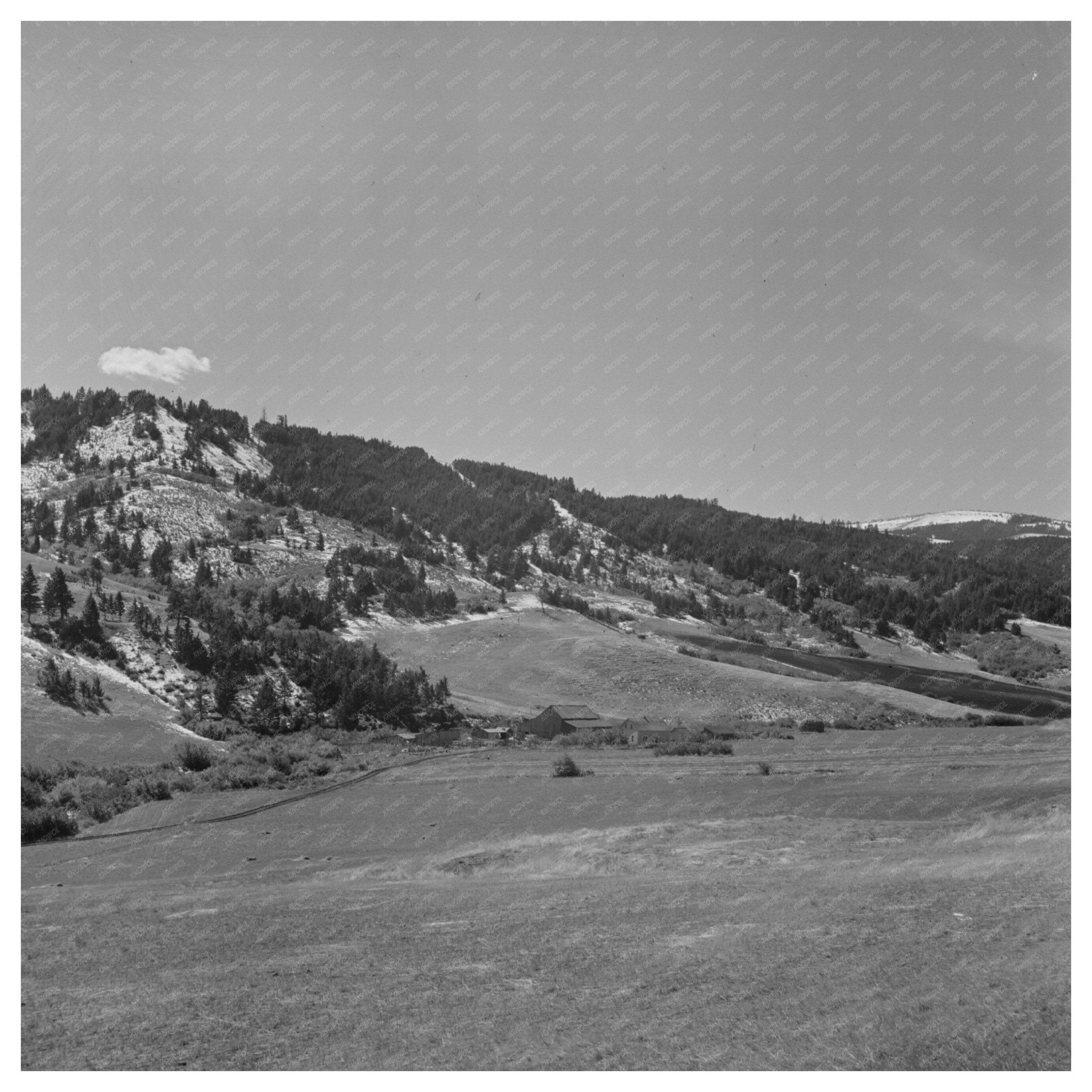 Cattle Ranch Scene Park County Montana September 1942 - Available at KNOWOL