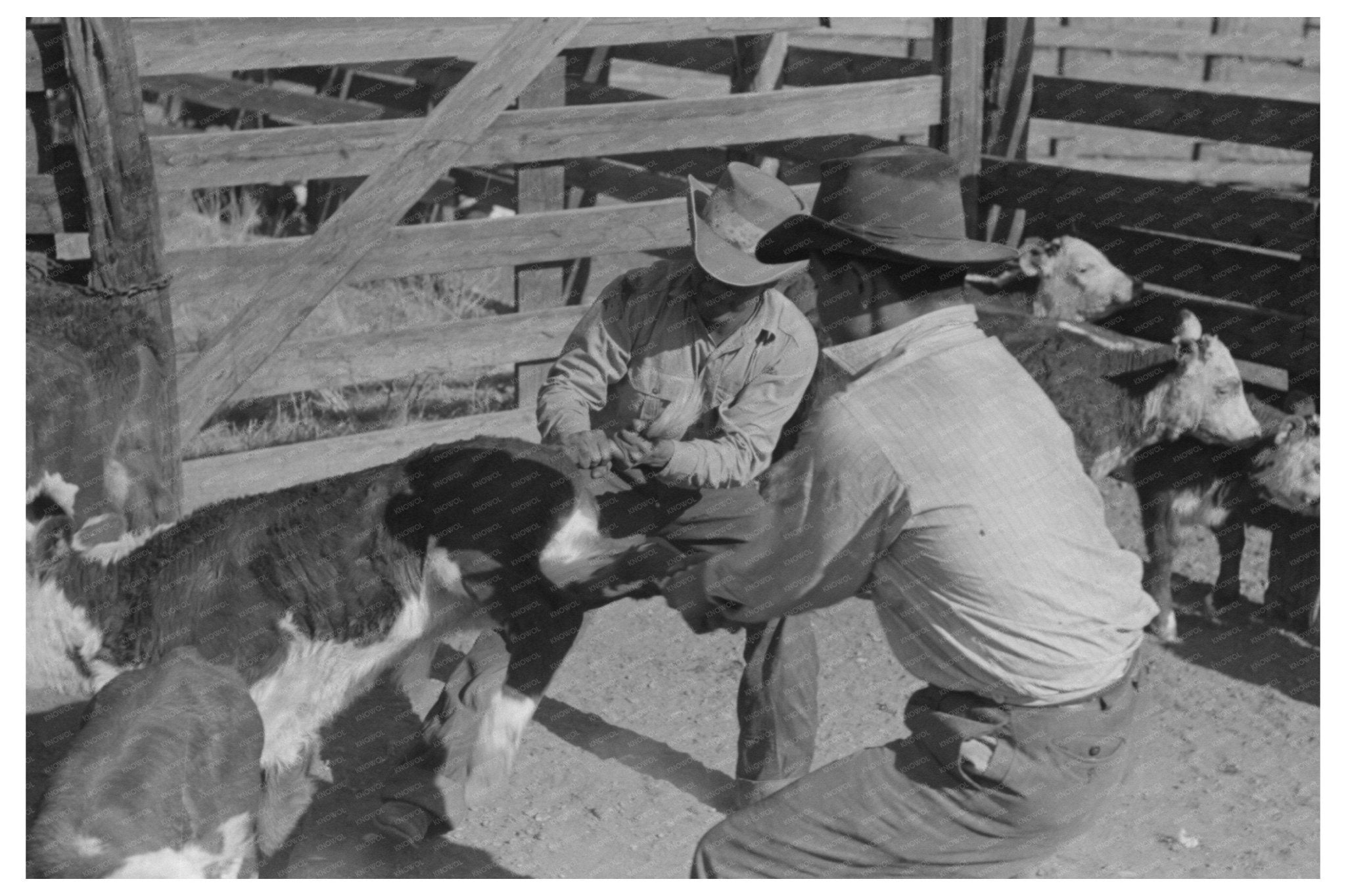 Cattle Roundup Scene in Marfa Texas 1939 - Available at KNOWOL