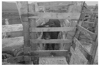 Cattle Testing for Hoof Rot at Cruzen Ranch 1941 - Available at KNOWOL