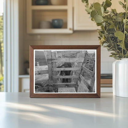 Cattle Testing for Hoof Rot at Cruzen Ranch 1941 - Available at KNOWOL