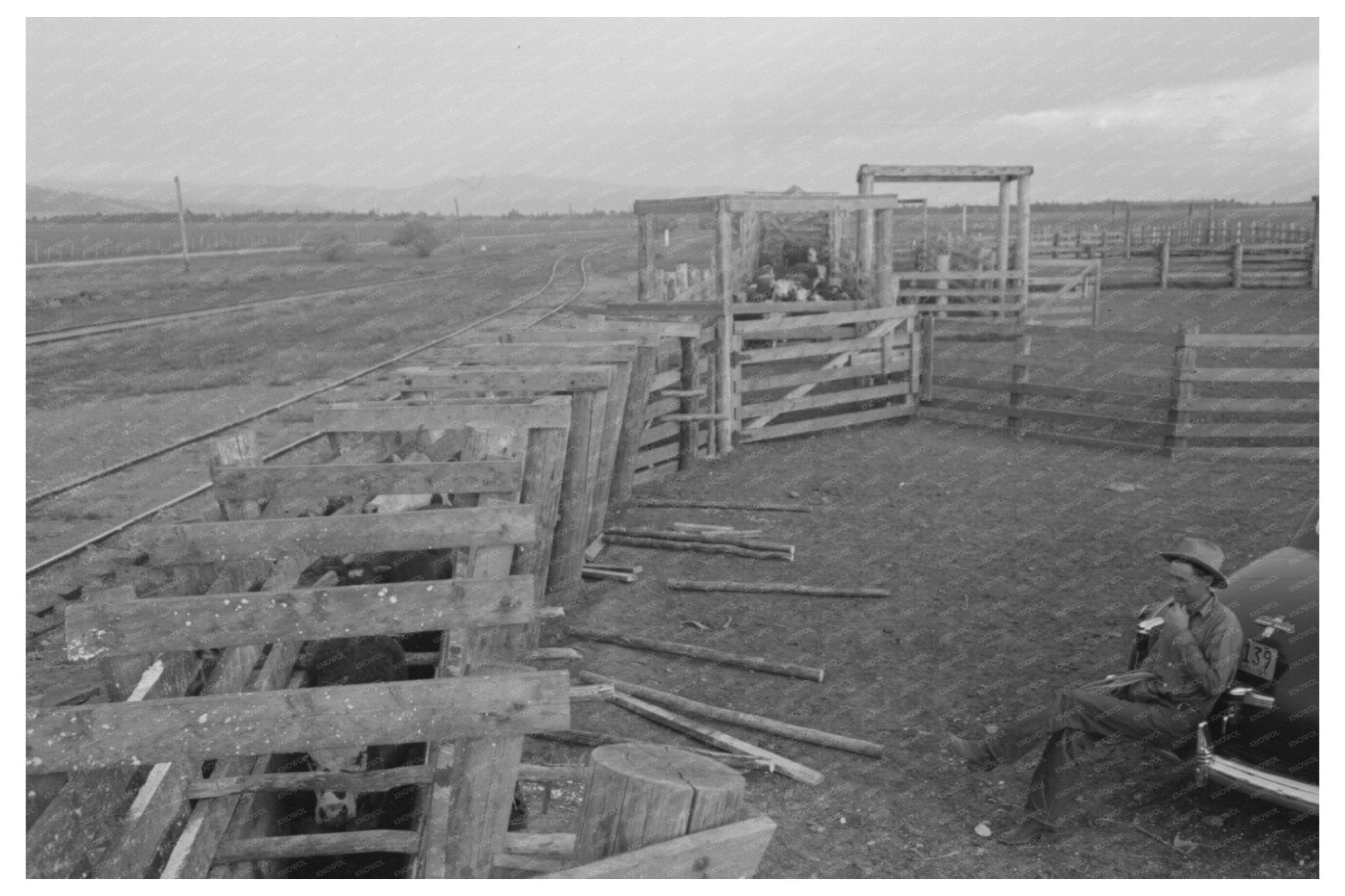 Cattle Treatment for Hoof Rot at Cruzen Ranch 1941 - Available at KNOWOL