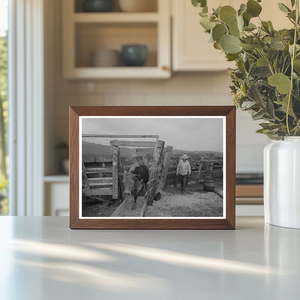 Cattle Treatment for Hoof Rot at Cruzen Ranch Idaho 1941 - Available at KNOWOL