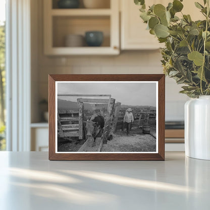 Cattle Treatment for Hoof Rot at Cruzen Ranch Idaho 1941 - Available at KNOWOL