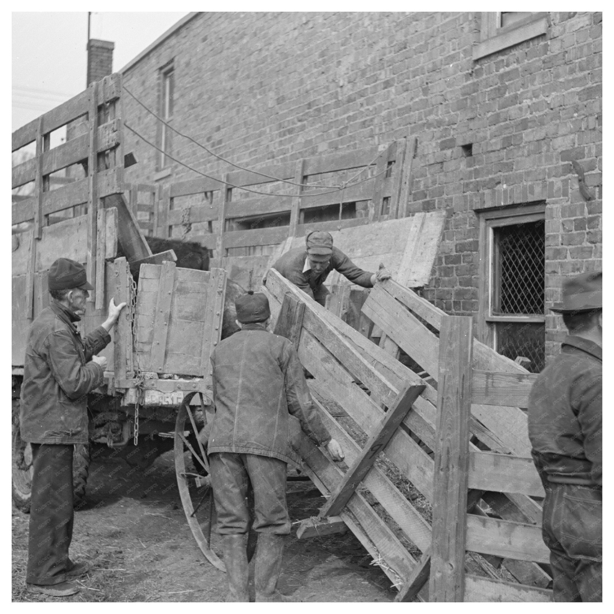 Cattle Unloading at Aledo Pavilion March 1937 - Available at KNOWOL