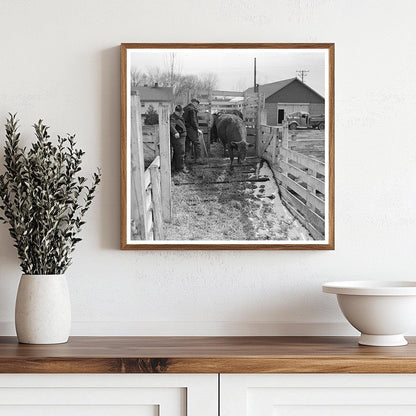 Cattle Unloading at Aledo Stockyards March 1937 - Available at KNOWOL