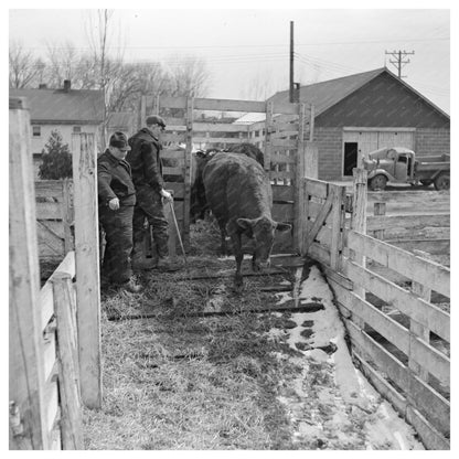 Cattle Unloading at Aledo Stockyards March 1937 - Available at KNOWOL