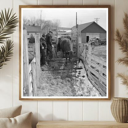 Cattle Unloading at Aledo Stockyards March 1937 - Available at KNOWOL