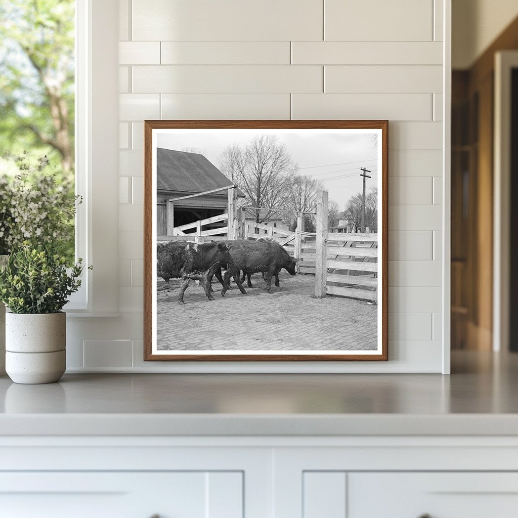 Cattle Weighing at Aledo Stockyards Mercer County 1937 - Available at KNOWOL