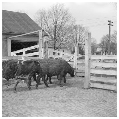 Cattle Weighing at Aledo Stockyards Mercer County 1937 - Available at KNOWOL