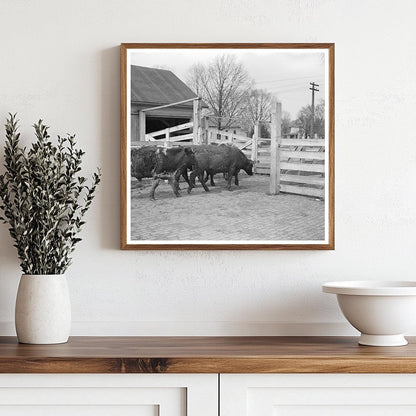 Cattle Weighing at Aledo Stockyards Mercer County 1937 - Available at KNOWOL