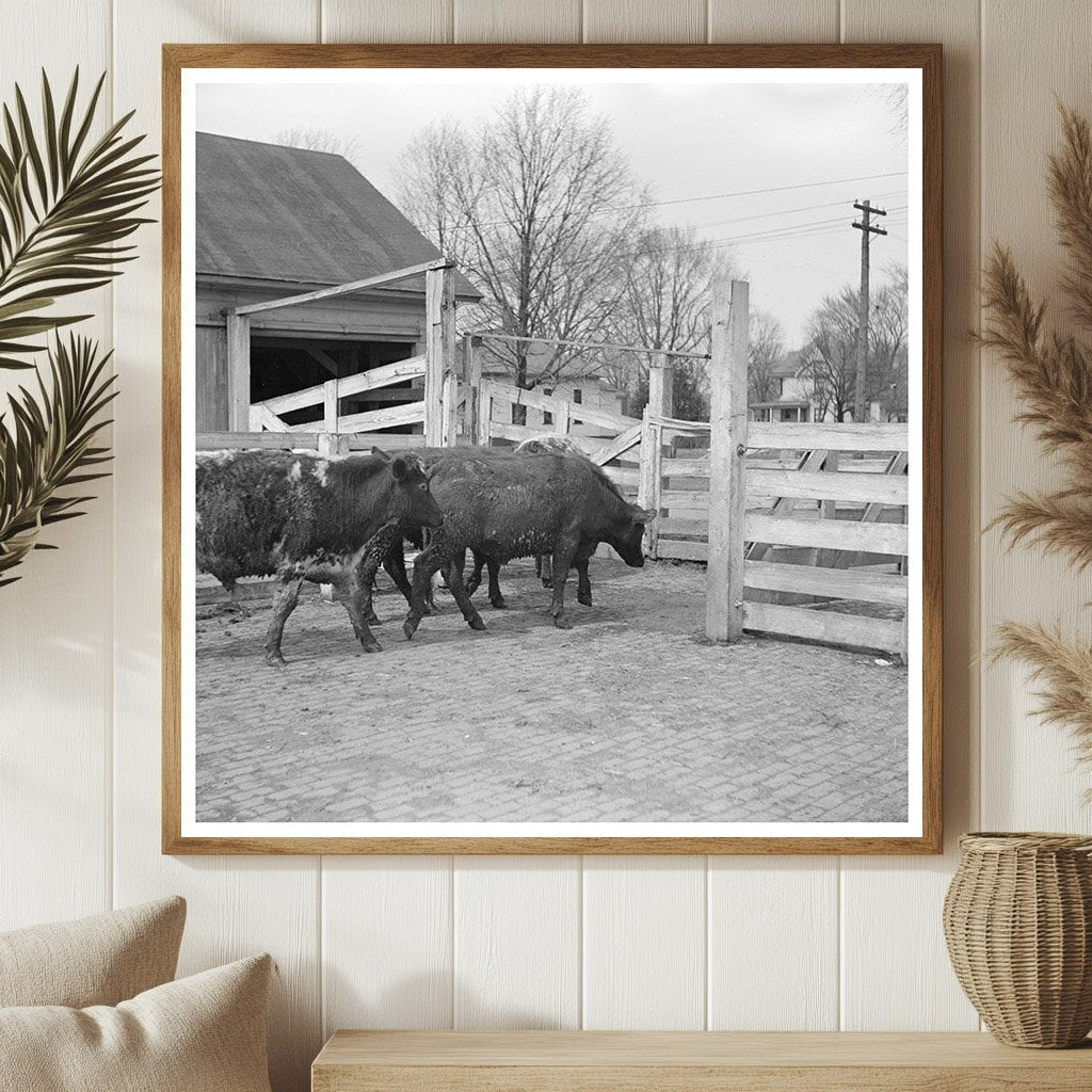 Cattle Weighing at Aledo Stockyards Mercer County 1937 - Available at KNOWOL