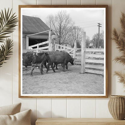 Cattle Weighing at Aledo Stockyards Mercer County 1937 - Available at KNOWOL