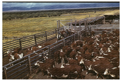 Cattle Weighing in Beaverhead County Montana 1942 - Available at KNOWOL