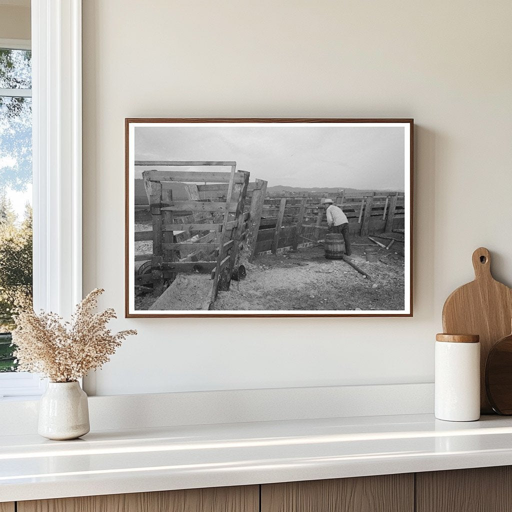 Cattle with Hoof Rot Treated at Cruzen Ranch Idaho 1941 - Available at KNOWOL