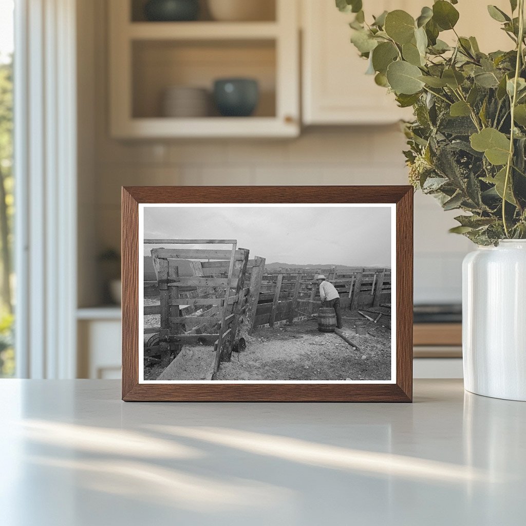 Cattle with Hoof Rot Treated at Cruzen Ranch Idaho 1941 - Available at KNOWOL