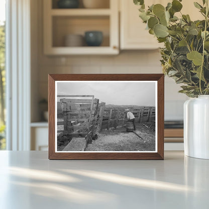 Cattle with Hoof Rot Treated at Cruzen Ranch Idaho 1941 - Available at KNOWOL