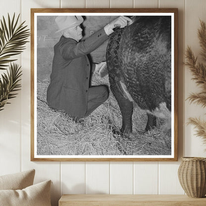 Cattlemen Grooming Beef Steer San Angelo Fat Stock Show 1940 - Available at KNOWOL