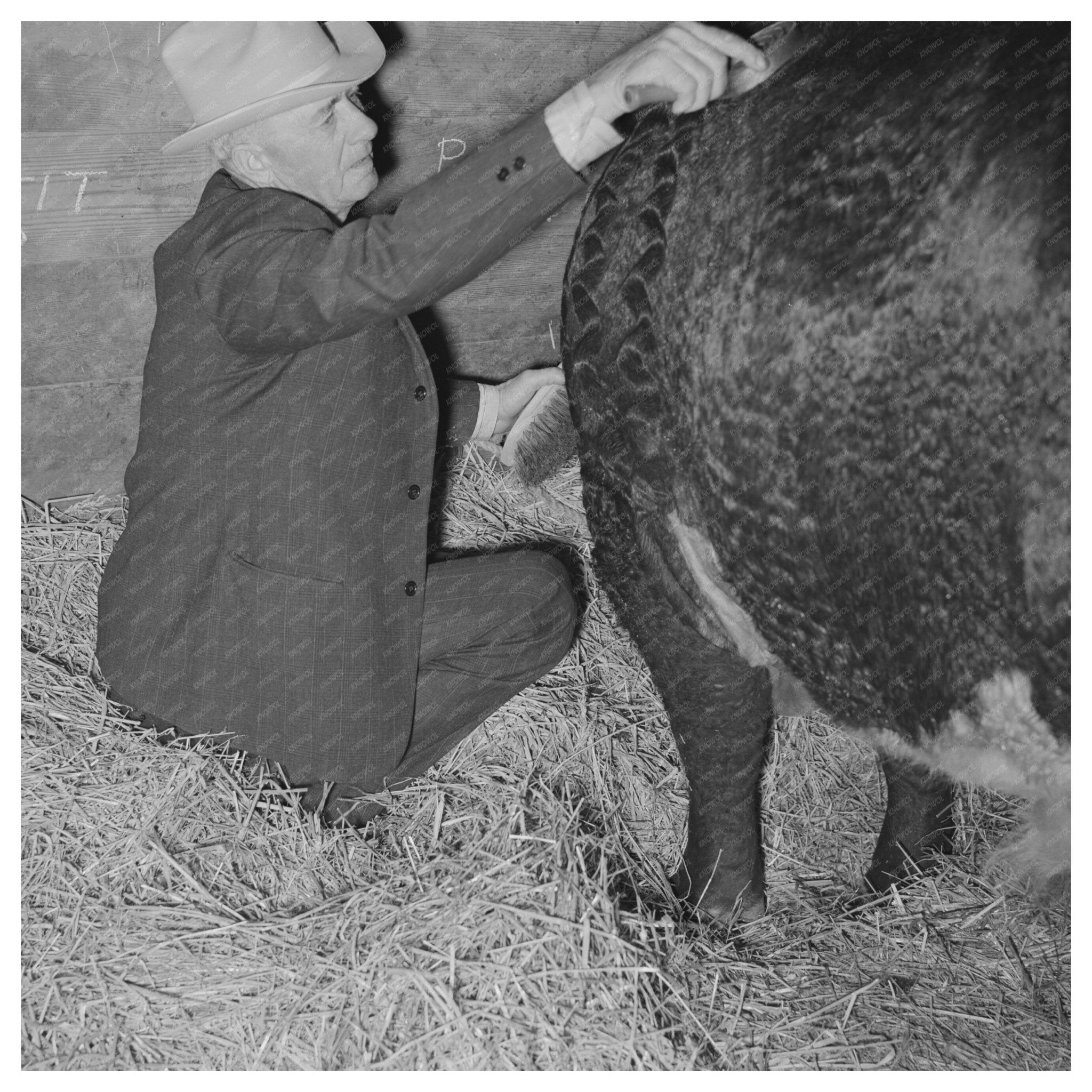 Cattlemen Grooming Beef Steer San Angelo Fat Stock Show 1940 - Available at KNOWOL