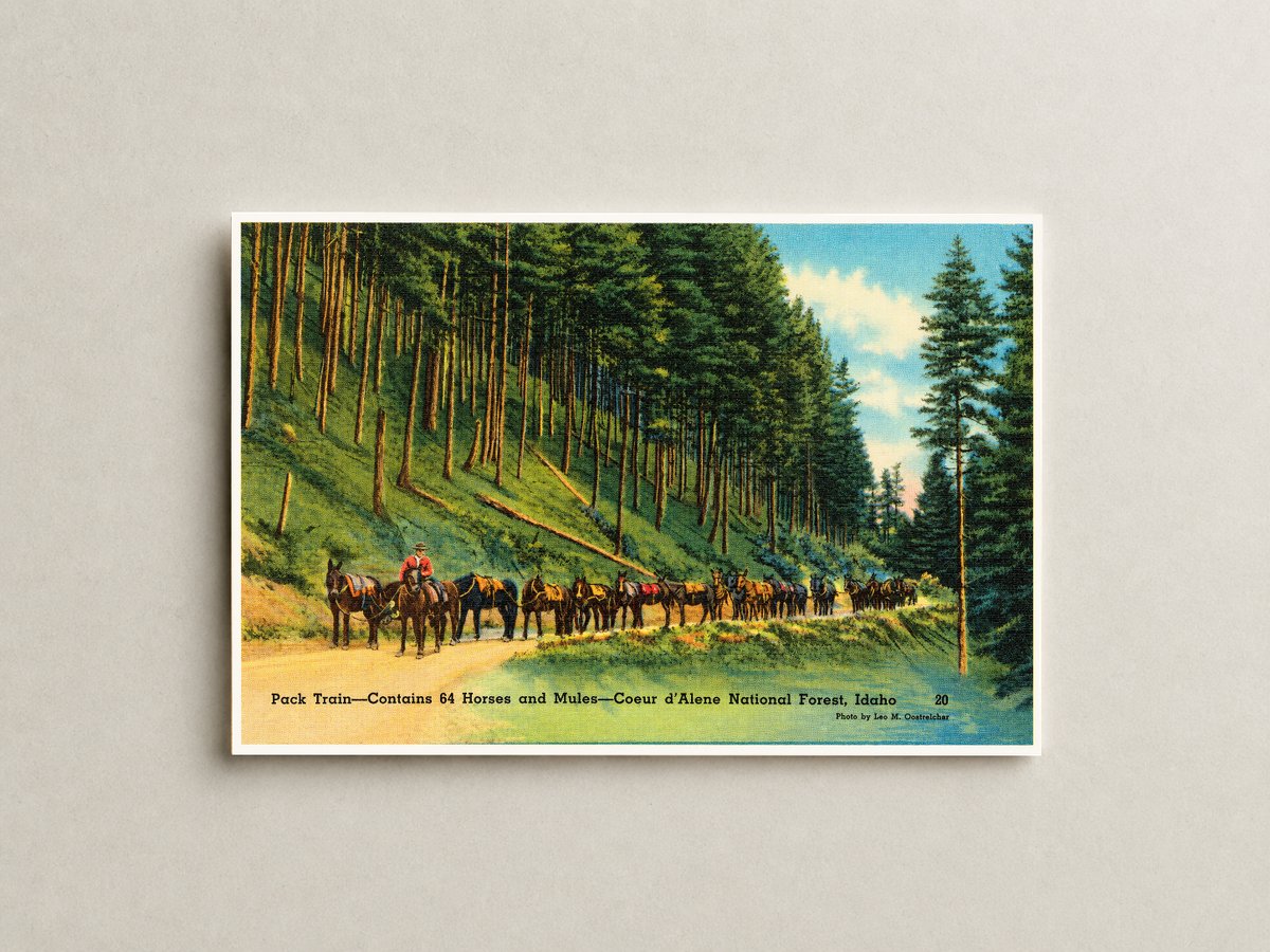 Coeur d'Alene National Forest, ID: Pack train- contains 64 horses and mules- Coeur d'Alene National Forest