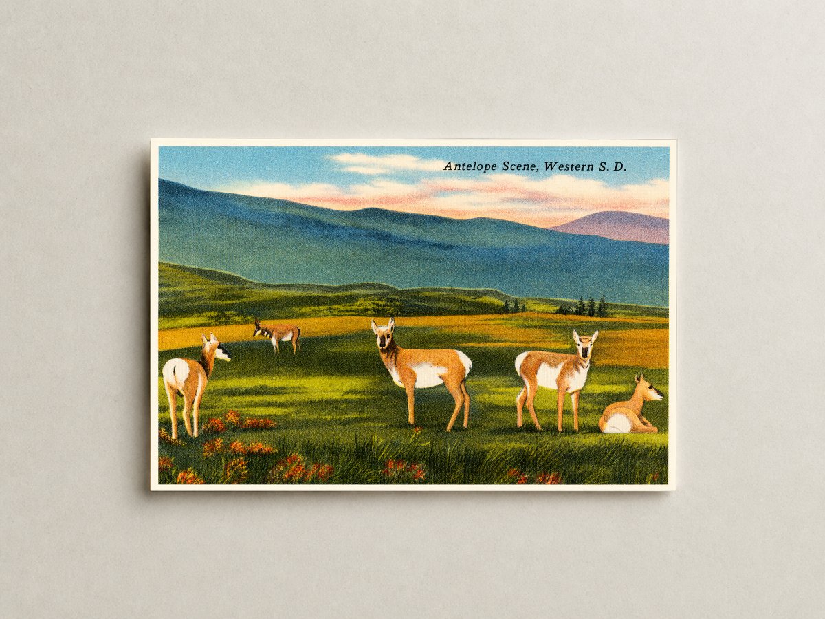 SD: Antelope scene, Western S. D.