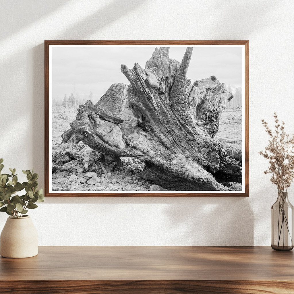 Cedar Stump Clearing in Idaho 1939 - Available at KNOWOL