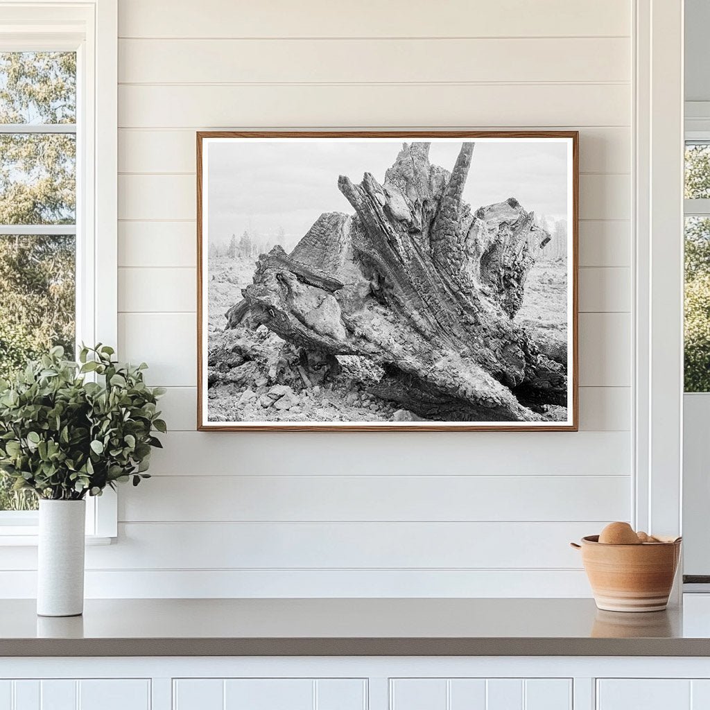 Cedar Stump Clearing in Idaho 1939 - Available at KNOWOL