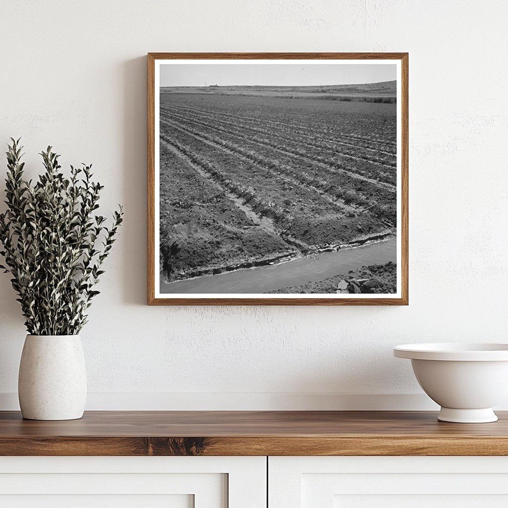 Celery Field with Irrigation Ditch Malheur County 1942 - Available at KNOWOL