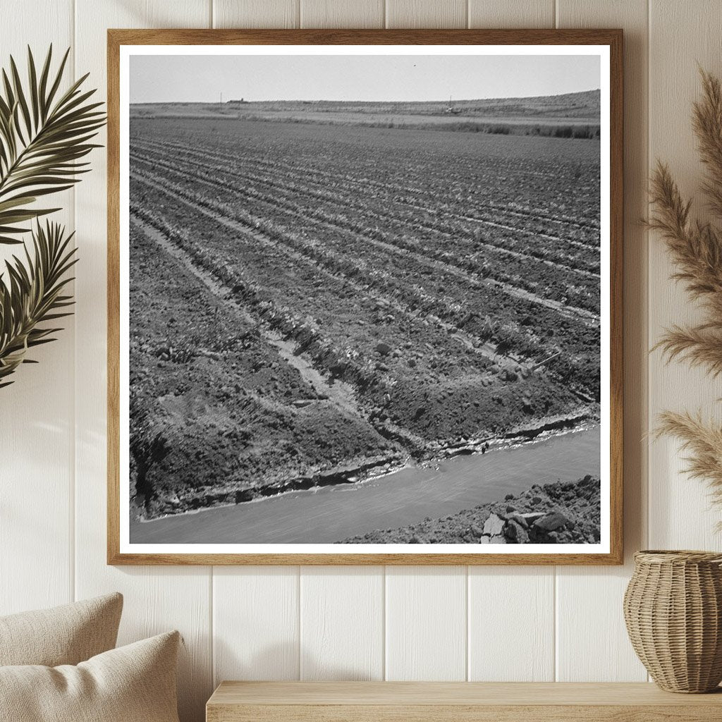 Celery Field with Irrigation Ditch Malheur County 1942 - Available at KNOWOL