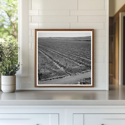 Celery Field with Irrigation Ditch Malheur County 1942 - Available at KNOWOL