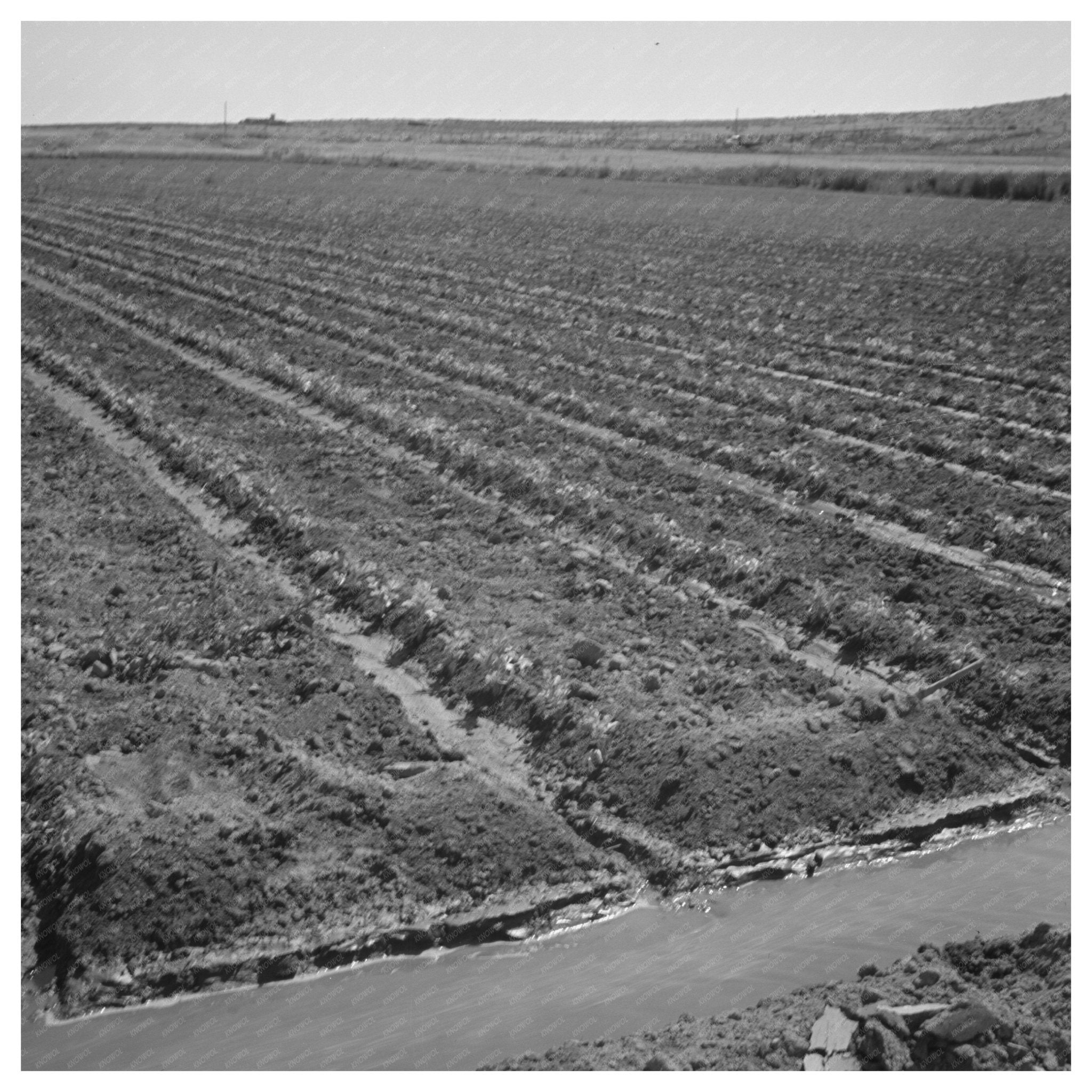 Celery Field with Irrigation Ditch Malheur County 1942 - Available at KNOWOL