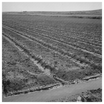 Celery Field with Irrigation Ditch Malheur County 1942 - Available at KNOWOL