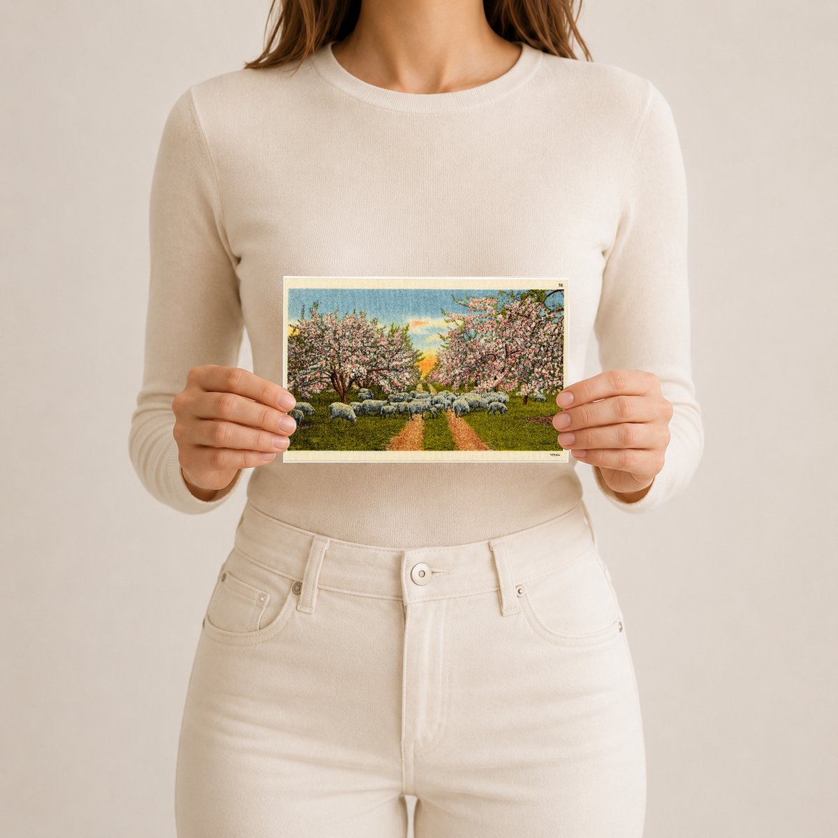 Apple blossom time, scene like this make this section a veritable fairyland for weeks in the spring time. — Vintage Maryland Postcard