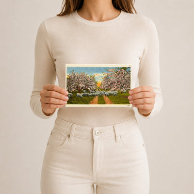 Apple blossom time, scene like this make this section a veritable fairyland for weeks in the spring time. — Vintage Maryland Postcard
