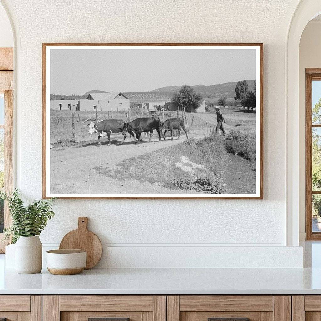 Chamisal New Mexico Cattle Scene July 1940 - Available at KNOWOL