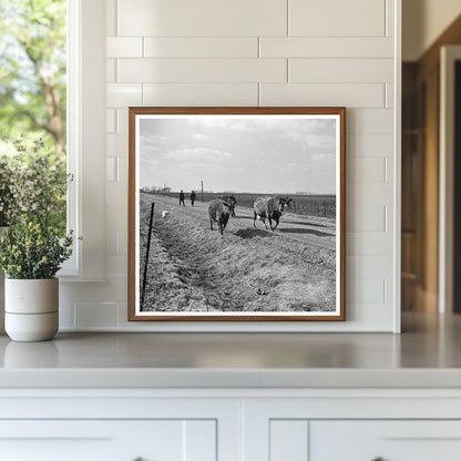 Charles Miller Driving Cattle in Benton County Indiana 1937 - Available at KNOWOL