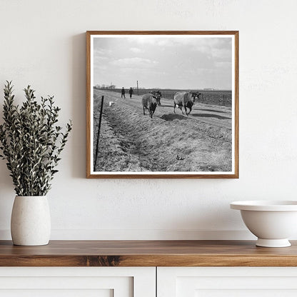 Charles Miller Driving Cattle in Benton County Indiana 1937 - Available at KNOWOL