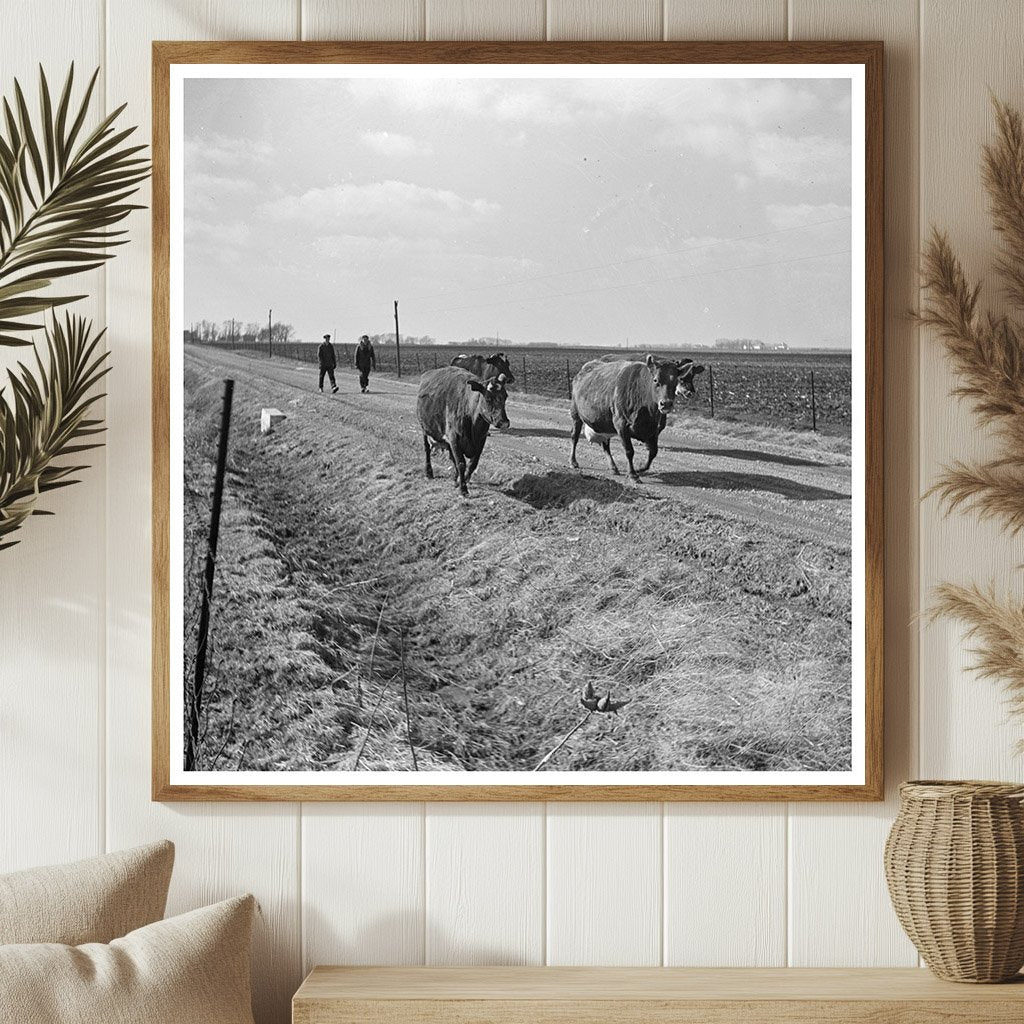 Charles Miller Driving Cattle in Benton County Indiana 1937 - Available at KNOWOL