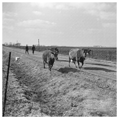 Charles Miller Driving Cattle in Benton County Indiana 1937 - Available at KNOWOL