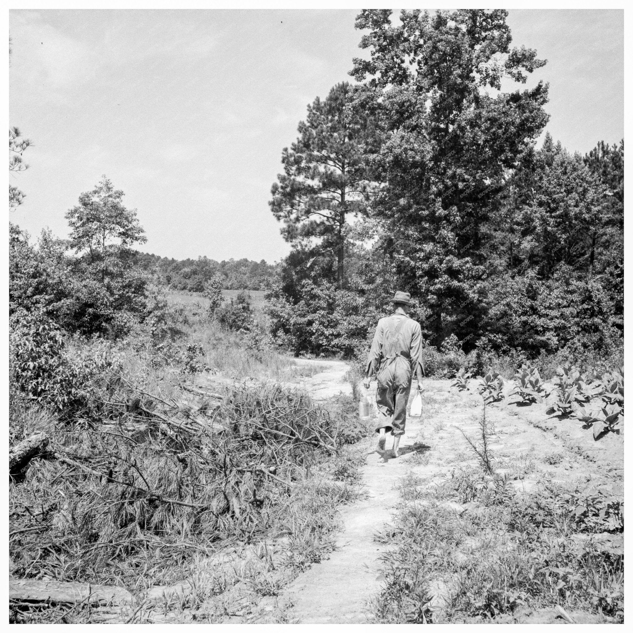 Chatham County Tobacco Barn Construction Lunch 1939 - Available at KNOWOL