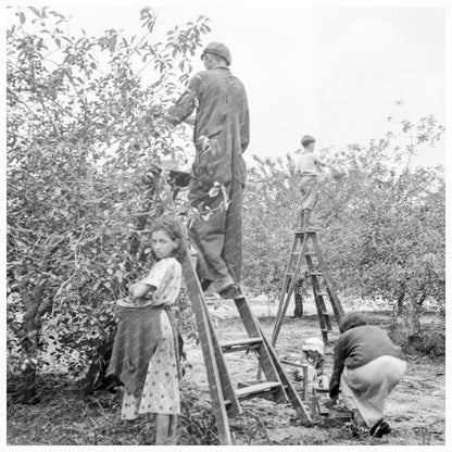 Cherry Pickers Harvesting in Millville New Jersey 1936 - Available at KNOWOL