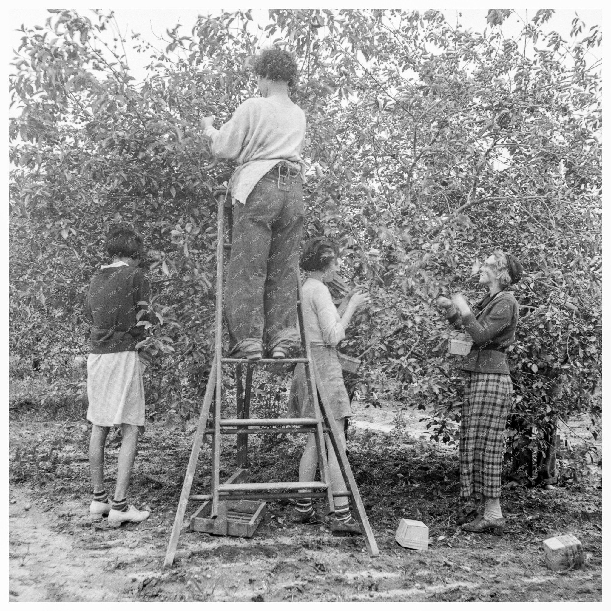 Cherry Pickers in Millville New Jersey June 1936 - Available at KNOWOL