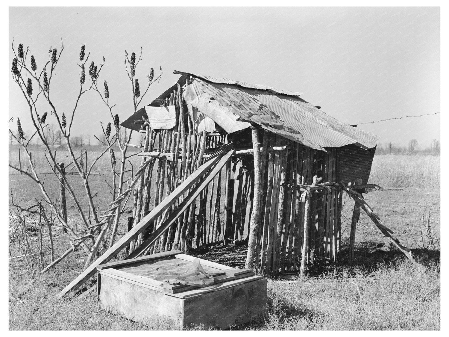 Chicken Shed on Sharecropper Farm Transylvania Louisiana 1939 - Available at KNOWOL
